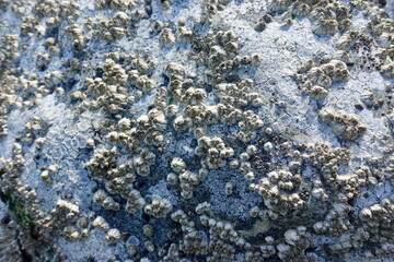 barnacles on a rock in the Pacific Northwest