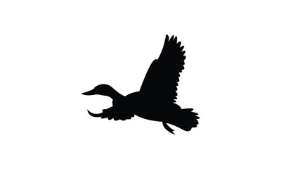 Flying American black duck bird Silhouette Design  And Vector Illustration. 