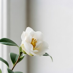 Obraz premium Close-up of a single white camellia flower with yellow stamens and green leaves against a blurred white background.