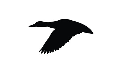 Flying American black duck bird Silhouette Design  And Vector Illustration. 