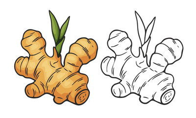 Set of hand-drawn ginger root illustrations. Colorful and black-and-white sketches of ginger, suitable for culinary, herbal, or botanical design projects