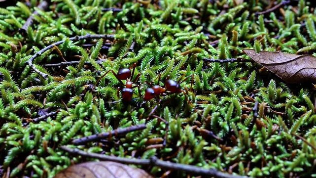 Large ant forages on green moss in a tropical forest during the day