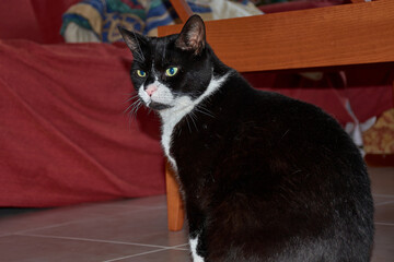 Black cat with a white chest posing on the floor of a brightly lit living room, conveying serenity and domestic elegance.