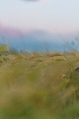 Obraz premium Summer field 