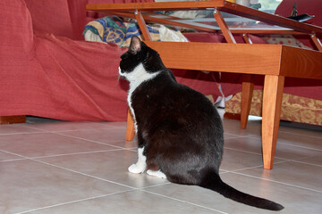 Black cat with a white chest posing on the floor of a brightly lit living room, conveying serenity...