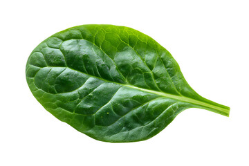 Fototapeta premium Detailed studio shot of a vibrant green spinach leaf against a stark black backdrop