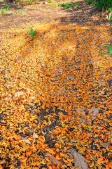 Beautiful yellow-orange flowers of Butea monosperma fall all over the ground in the morning. It is...