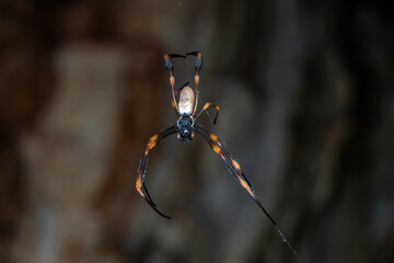 Tiger Spider Dangling in Midair with Curved Legs