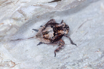Odd-Looking Insect with Tail Thread and Armoured Body