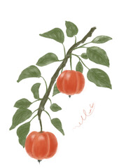Illustration of ripe red fruit with leaves on white background 