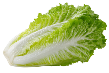 Fresh and Crisp Romaine Lettuce Head Isolated on Black Background for Culinary Use
