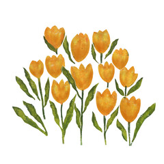 Watercolor Illustration of yellow tulips bouquet on white background 