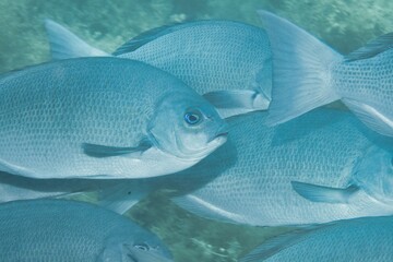 Largescale Blackfish in the Suruga Bay, Shizuoka, Japan