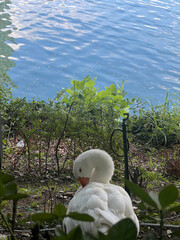 물가에서 깃털을 고르는 하얀 거위
