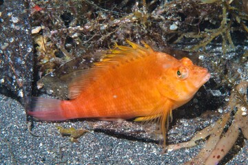 Golden Hawkfish in the Suruga Bay, Shizuoka, Japan
