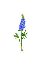 blue flowers isolated on white