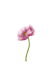 pink carnation isolated on white