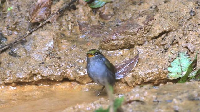 grey-bellied tesia (Tesia cyaniventer) seen at Dosdewa in Karimganj, Assam, India