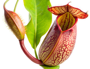 Pitcher Plant Flower (Nepenth spp.) generative ai