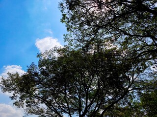 This tree stands tall against a backdrop of vibrant blue skies and fluffy cumulus clouds. Trees play a crucial role in our ecosystem, providing oxygen, shade, and habitat for wildlife.