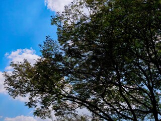 This tree stands tall against a backdrop of vibrant blue skies and fluffy cumulus clouds. Trees play a crucial role in our ecosystem, providing oxygen, shade, and habitat for wildlife.