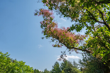 The bush of Cotinus coggygria as delicate fluffy natural background.