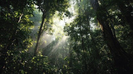 Sunlight filtering through dense jungle canopy