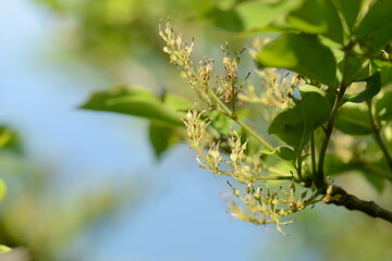Fraxinus sieboldiana post-bloom seed development