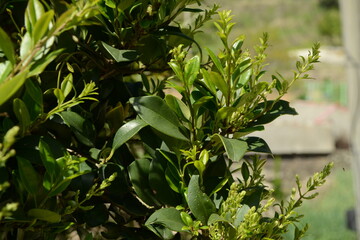 Obraz premium Ligustrum japonicum young shoot