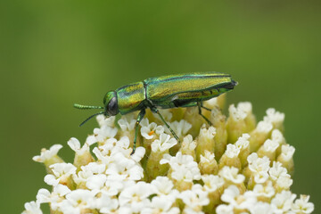 Closeup on a metallic green shiny European jewel beetle, Anthaxia scorzonerae from Bulgaria