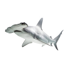 Obraz premium Hammerhead shark portrait: Majestic predator navigating dark oceanic depths