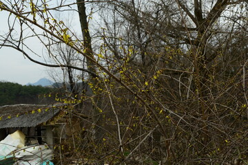 Forsythia koreana growing wild in mountain field