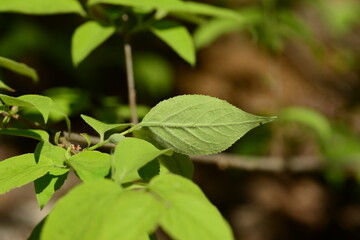 Underside of Forsythia koreana leaf