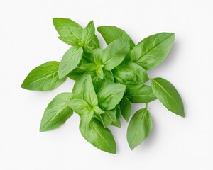 Obraz premium Fresh Green Basil Leaves Isolated on White Background, Top View basil leaves fresh green herb spice