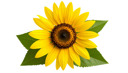 Obraz premium Single bright yellow sunflower isolated on white background