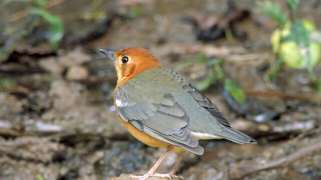 orange-headed thrush (Geokichla citrina) seen at Dosdewa in Karimganj, Assam, India