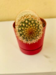 cactus in a pot
