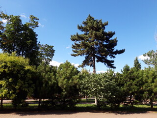 Pines and trees growing in the park