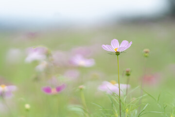 コスモス