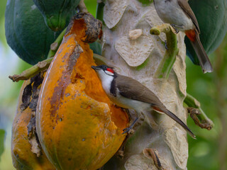 Hungry bird on ripe yellow papaya on tree 