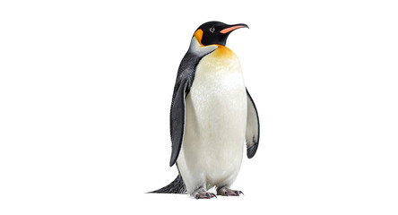 Fototapeta premium King Penguin Wildlife Antarctic Bird Animal Portrait Studio Shot White Background Feather