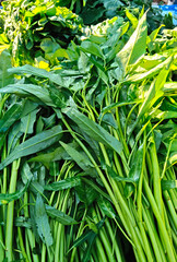 Obraz premium Fresh Water Spinach Vegetable Close-Up