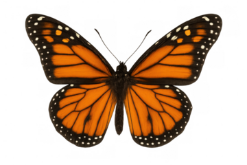 Vibrant monarch butterfly spreading wings, showcasing intricate wing patterns against clean transparent backdrop