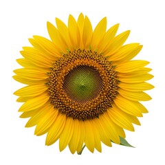 Fototapeta premium Close-up view of a vibrant sunflower, isolated against a white background.
