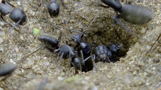 한국,개미,여왕개미,수개미,일개미,곤충,Korea, ants, queen ants, male ants, worker ants, insects
