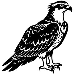 Obraz premium Osprey vector illustration perfect for posters, icon, t-shirts, cards, wall art prints and ai design.
