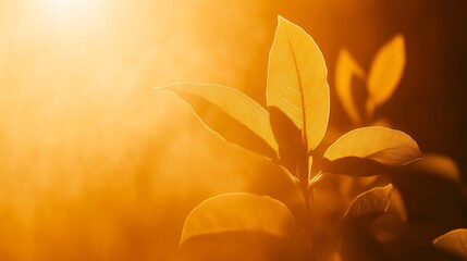 Golden Hour Leaves: Nature's Sunrise Backlit Photography