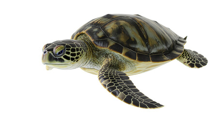 Obraz premium Sea Turtle Wildlife Animal Ocean Reptile Marine Life Underwater Creature Shell Aquatic An