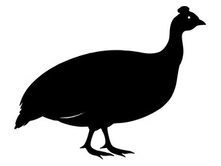 Peacock Bird Silhouette Vector Illustration