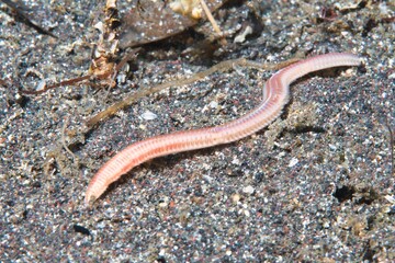 Green Lugworm in the Suruga Bay, Shizuoka, Japan